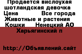 Продается вислоухая шотландская девочка › Цена ­ 8 500 - Все города Животные и растения » Кошки   . Ненецкий АО,Харьягинский п.